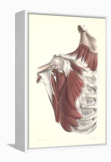 Musculature of the Shoulder Area-null-Framed Stretched Canvas