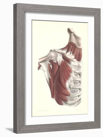 Musculature of the Shoulder Area-null-Framed Art Print