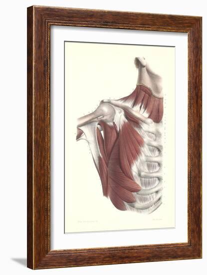 Musculature of the Shoulder Area-null-Framed Art Print