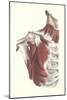 Musculature of the Shoulder Area-null-Mounted Art Print