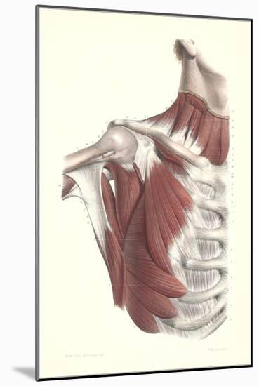 Musculature of the Shoulder Area-null-Mounted Art Print