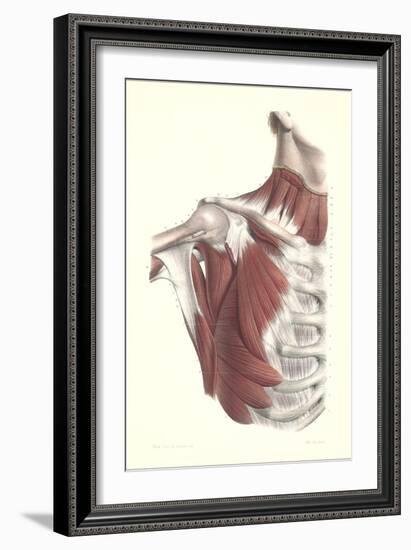 Musculature of the Shoulder Area-null-Framed Art Print