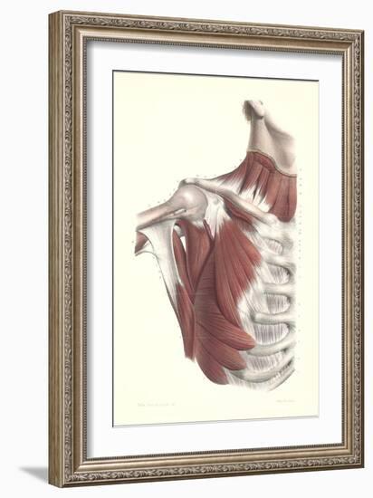 Musculature of the Shoulder Area-null-Framed Premium Giclee Print