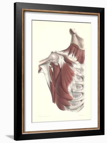 Musculature of the Shoulder Area-null-Framed Premium Giclee Print