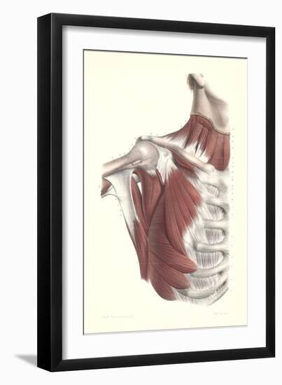 Musculature of the Shoulder Area-null-Framed Premium Giclee Print