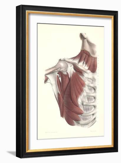 Musculature of the Shoulder Area-null-Framed Premium Giclee Print