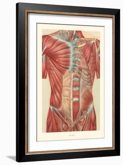 Musculature of the Torso-null-Framed Art Print