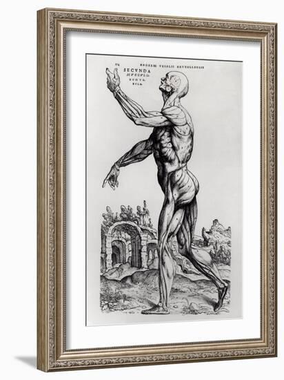 Musculature Structure of a Man-Andreas Vesalius-Framed Giclee Print