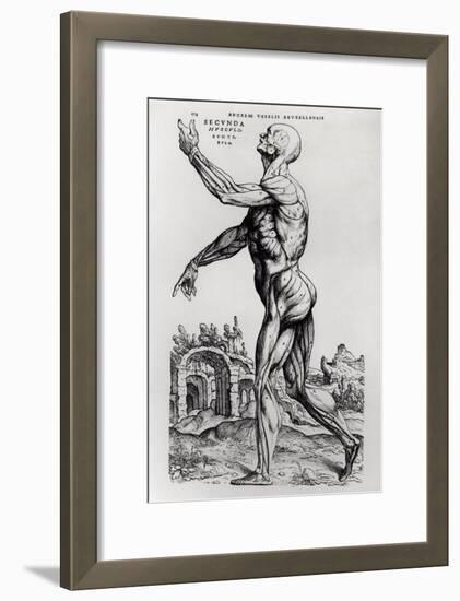 Musculature Structure of a Man-Andreas Vesalius-Framed Giclee Print