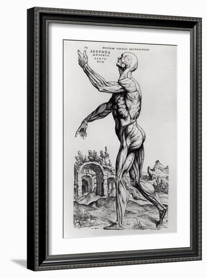 Musculature Structure of a Man-Andreas Vesalius-Framed Giclee Print