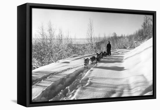 Mushing a Dog Sled in Alaska Photograph - Alaska-Lantern Press-Framed Stretched Canvas