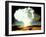 Mushrm. Cloud Rising White, Blotting Horizon, in "Op Ivy, Mike Shot" Atomic Bomb Test Blast-null-Framed Photographic Print