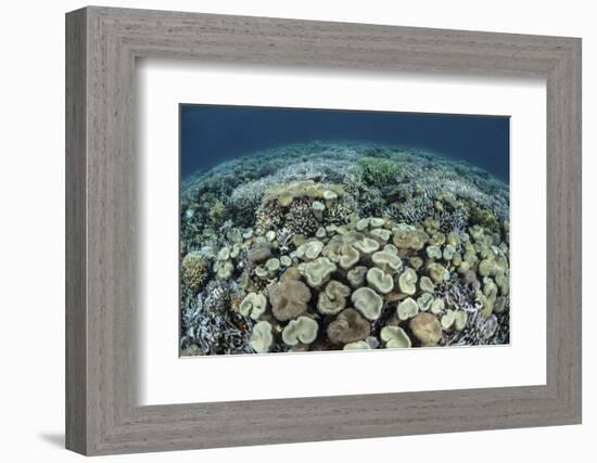 Mushroom and Hard Corals in Alor, Indonesia-Stocktrek Images-Framed Photographic Print