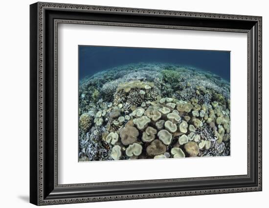Mushroom and Hard Corals in Alor, Indonesia-Stocktrek Images-Framed Photographic Print