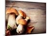 Mushroom Boletus over Wooden Background-Subbotina Anna-Mounted Photographic Print