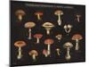 Mushroom Chart I-Wild Apple Portfolio-Mounted Art Print