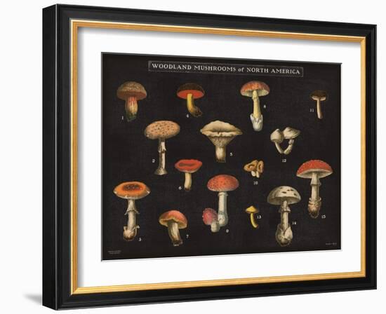 Mushroom Chart I-Wild Apple Portfolio-Framed Art Print