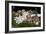 Mushroom Display-Natalie Tepper-Framed Photo