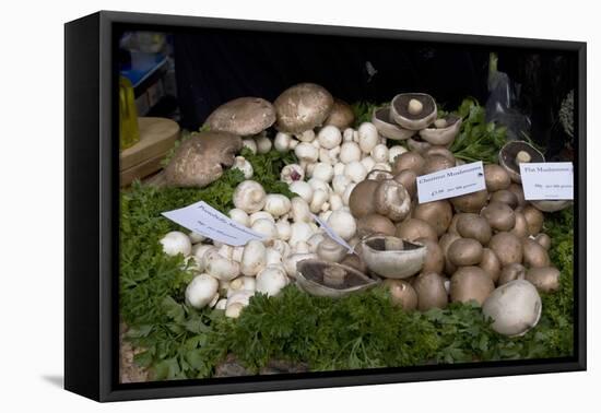 Mushroom Display-Natalie Tepper-Framed Stretched Canvas