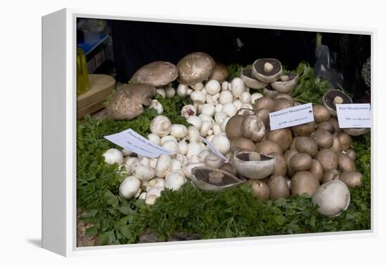 Mushroom Display-Natalie Tepper-Framed Stretched Canvas