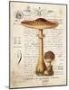 Mushroom I-Gwendolyn Babbitt-Mounted Art Print