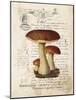 Mushroom II-Gwendolyn Babbitt-Mounted Art Print