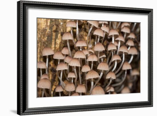 Mushroom in Rainforest-beejung-Framed Photographic Print