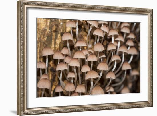 Mushroom in Rainforest-beejung-Framed Photographic Print