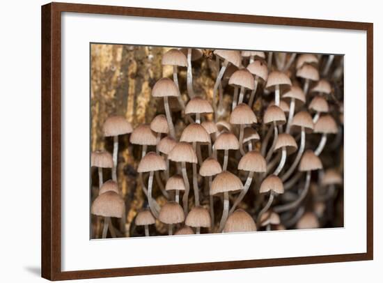 Mushroom in Rainforest-beejung-Framed Photographic Print