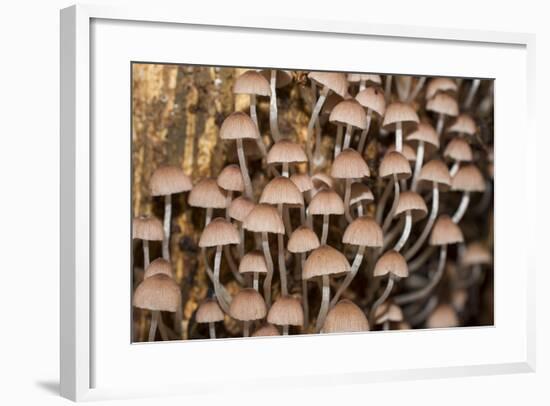 Mushroom in Rainforest-beejung-Framed Photographic Print