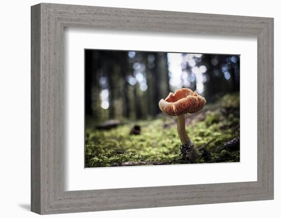 Mushroom in the undergrowth with moss, Trentino-Alto Adige, Italy, Europe-Francesco Fanti-Framed Photographic Print