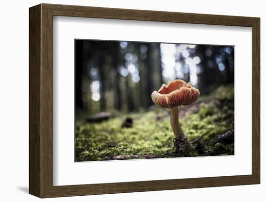 Mushroom in the undergrowth with moss, Trentino-Alto Adige, Italy, Europe-Francesco Fanti-Framed Photographic Print