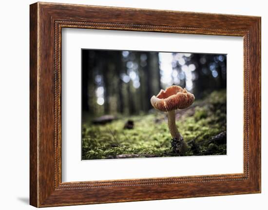 Mushroom in the undergrowth with moss, Trentino-Alto Adige, Italy, Europe-Francesco Fanti-Framed Photographic Print