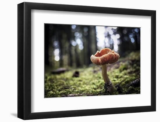 Mushroom in the undergrowth with moss, Trentino-Alto Adige, Italy, Europe-Francesco Fanti-Framed Photographic Print