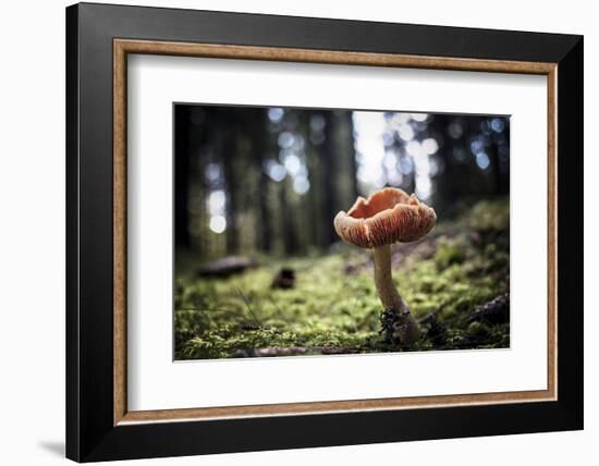 Mushroom in the undergrowth with moss, Trentino-Alto Adige, Italy, Europe-Francesco Fanti-Framed Photographic Print
