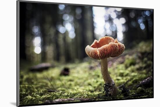 Mushroom in the undergrowth with moss, Trentino-Alto Adige, Italy, Europe-Francesco Fanti-Mounted Photographic Print