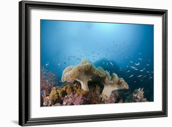 Mushroom Soft Corals (Sarcophyton), Raja Ampat, West Papua, Indonesia-Reinhard Dirscherl-Framed Photographic Print