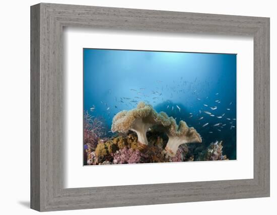 Mushroom Soft Corals (Sarcophyton), Raja Ampat, West Papua, Indonesia-Reinhard Dirscherl-Framed Photographic Print