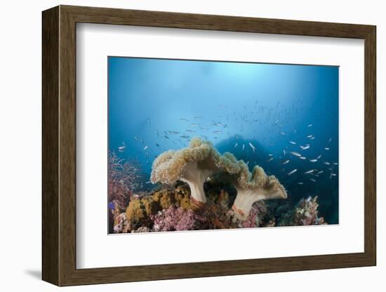 Mushroom Soft Corals (Sarcophyton), Raja Ampat, West Papua, Indonesia-Reinhard Dirscherl-Framed Photographic Print