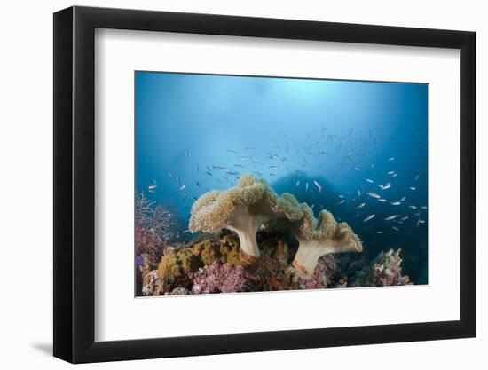 Mushroom Soft Corals (Sarcophyton), Raja Ampat, West Papua, Indonesia-Reinhard Dirscherl-Framed Photographic Print