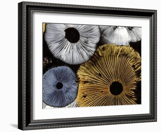 Mushroom Spores Close-Up-null-Framed Photographic Print