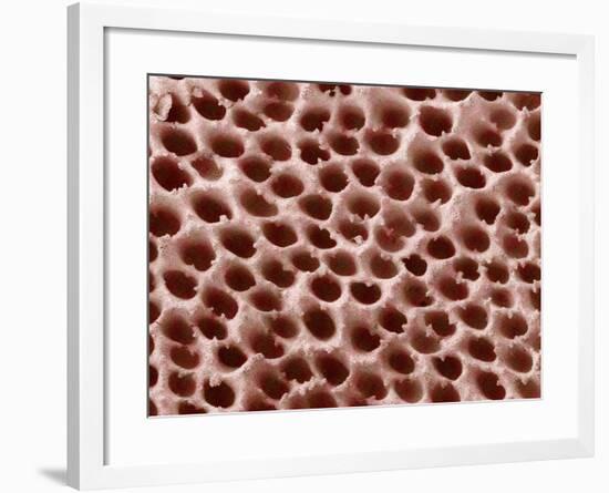Mushroom Surface, SEM-Susumu Nishinaga-Framed Photographic Print