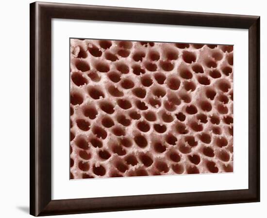 Mushroom Surface, SEM-Susumu Nishinaga-Framed Photographic Print