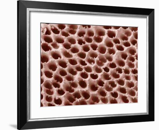 Mushroom Surface, SEM-Susumu Nishinaga-Framed Photographic Print