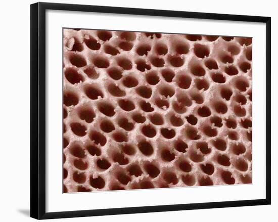 Mushroom Surface, SEM-Susumu Nishinaga-Framed Photographic Print