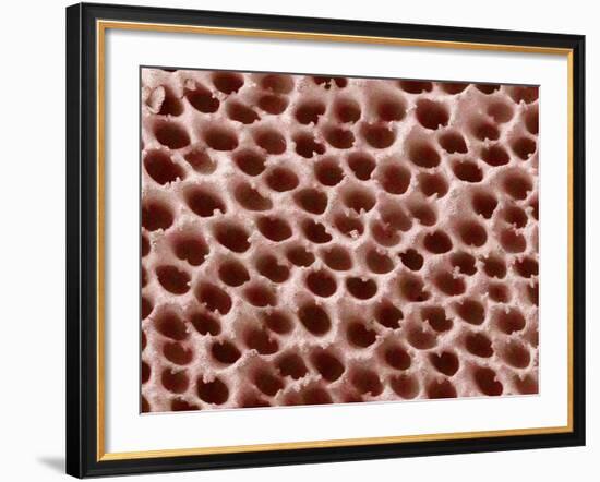 Mushroom Surface, SEM-Susumu Nishinaga-Framed Photographic Print