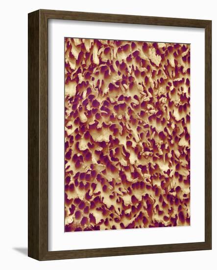 Mushroom Surface, SEM-Susumu Nishinaga-Framed Photographic Print