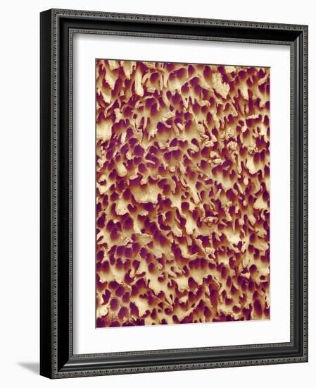 Mushroom Surface, SEM-Susumu Nishinaga-Framed Photographic Print