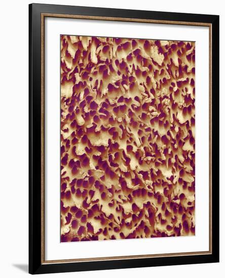 Mushroom Surface, SEM-Susumu Nishinaga-Framed Photographic Print