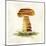 Mushroom-Kristin Emery-Mounted Art Print